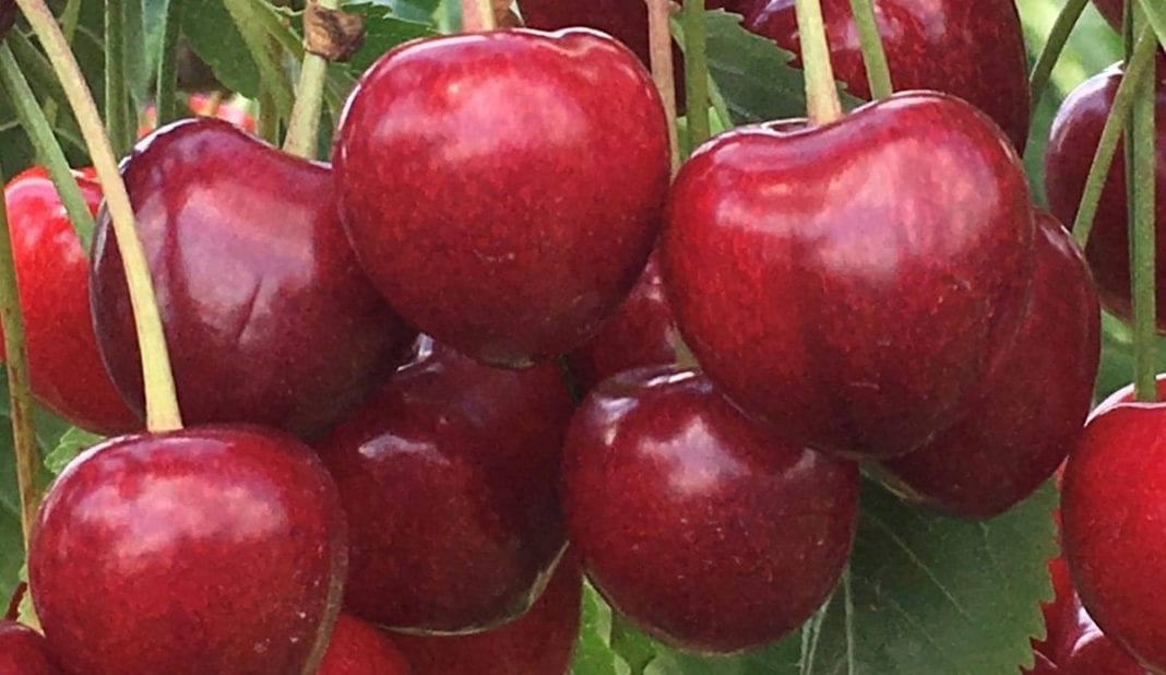 Czy niedobory czereśni i wiśni wpłyną na handel jabłkami