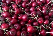 Chile liderem rynku importowanych czereśni w Chinach
