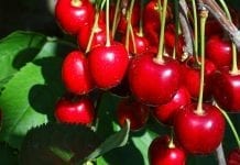 Nowe rynki dla tureckiej czereśni