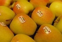 Zapasy jabłek na 1 czerwca 2019 z włoskim Goldenem na czele