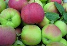 W Krasnodarze początek zbiorów jabłek