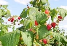 Komunikat Jagodowy – tydzień 35 – Agro Smart Lab