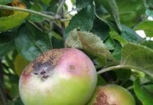 Jerseymac wskaźnik parcha jabłoni