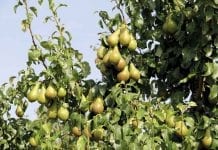 Jak zmieniał się areał nasadzeń jabłoni i gruszy w Holandii przez ostatnie 20 lat