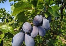 Śliwa Jojo – królowa tonażu