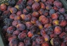 Jakość mołdawskich śliwek wyjątkowo dobra – zwiększony import do Niemiec