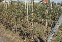 Od 3 października 2019 wnioski o pomoc suszową