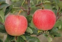 Nowość: Delegate – do ochrony upraw jabłoni i grusz przed szkodnikami gąsienicowatymi