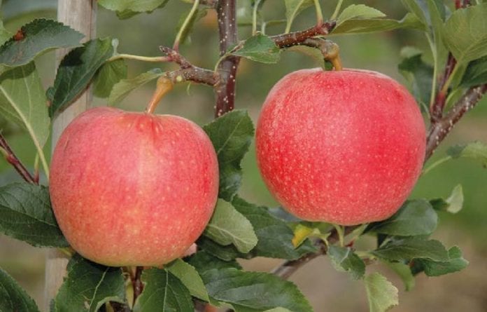 Gala - odmiana jabłoni