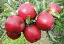 Najlepsza pogoda dla jabłek – pierwszy przymrozek