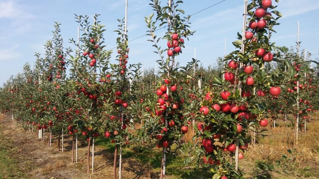Produkcja jabłek w 2019 r. oszacowana na 3 mln ton