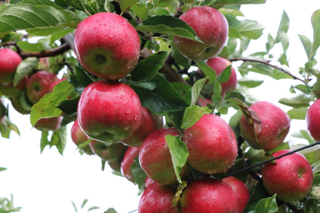 Niezadowalające ceny jabłek deserowych – 8.10.2019 r.