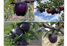 Jabłka: czarne diamenty z Chin