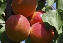 Sezon brzoskwiń i nektaryn według raportu USDA