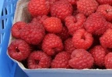 Serbscy plantatorzy malin czują się pokrzywdzeni przez przetwórców