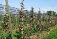Rosyjscy inspektorzy sprawdzą produkcję jabłek Bośni i Hercegowiny