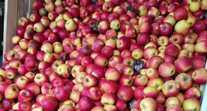 Słaba jakość jabłek ze zbiorów 2019