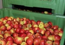 Wschód: Dość stabilne ceny jabłek w listopadzie