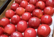 Pink Lady® odmiana klubowa – charakterystyka