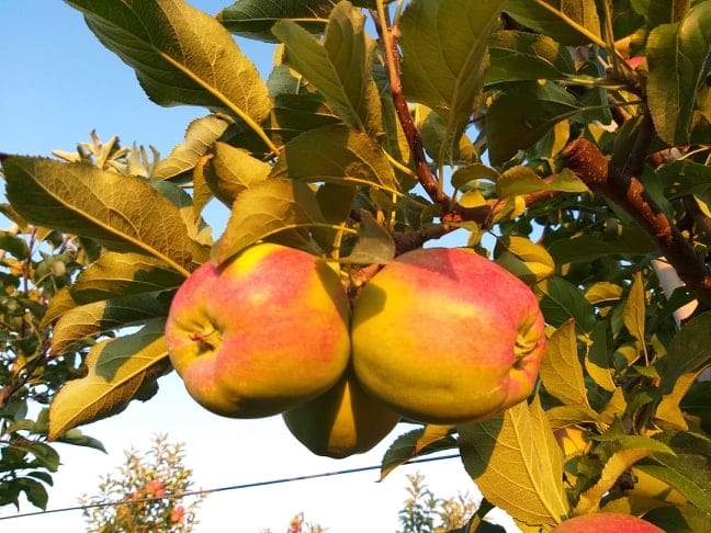 Odmiana jabłek Ligol – charakterystyka