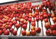 Ceny wysortowanych jabłek – jesteśmy znacznie poniżej średniej unijnej