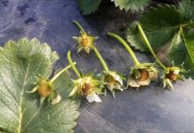 Mróz uszkodził część truskawek na Ukrainie