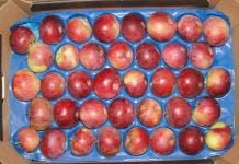 rośnie spożycie polskich jabłek przez koronawirusa