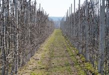 Komunikat sadowniczy Mateusz Nowacki, Nawożenie na start, 26.03.2020