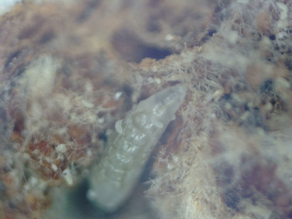 Fot. 10. W powiększeniu - drapieżna larwa w populacji wiekopąkowca leszczynowego