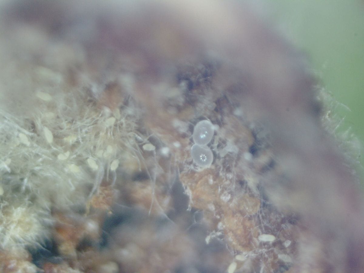 Fot. 8. Dwa jJaja drapieżnego roztocza złożone w kolonii wielkopąkowca leszczynowego