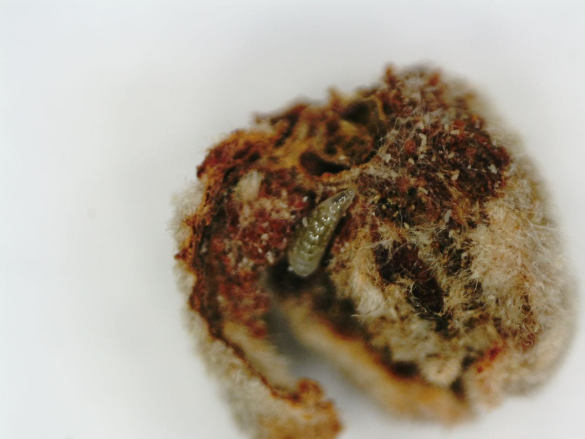Fot. 9. Drapieżna larwa w populacji wiekopąkowca leszczynowego
