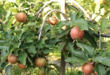 BASF Agricultural Solutions w Polsce z nowym Dyrektorem Działu