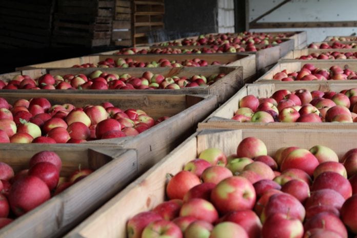 ceny jabłek 2020