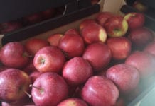 Ceny jabłek deserowych 2020 – pierwsze oferty po 3,00 zł/kg