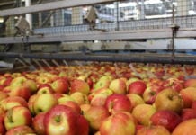 Drogie jabłka to mniej przemysłu na przetwórniach