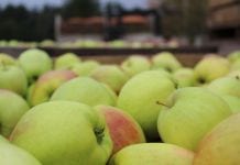 Ceny jabłek deserowych w grupach producenckich/ 8.04.2020