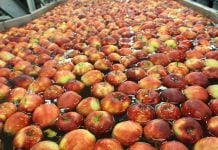 Ceny jabłek w grupach producenckich – 2,00 zł/kg za większość odmian