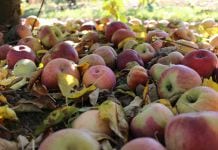 Chiny: W styczniu eksport koncentratu jabłkowego spadł o połowę
