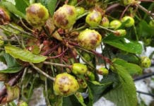 Czereśniowa dolina Jerte – już drugie gradobicie