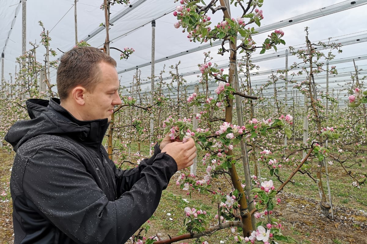 Sady zaczynają kwitnąć – komunikat sadowniczy Mateusz Nowacki, 29.04.2020