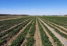 Plantatorzy martwią się o kondycję truskawek