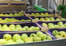 Włosi prognozują, że popyt na jabłka nie zmaleje