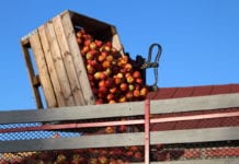 Droższe jabłka deserowe ciągną ku górze ceny suchego przemysłu