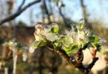 Przymrozki w Chinach 2020: Temperatura spadła nawet do -11°C