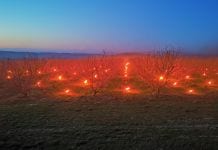 Na Węgrzech było – 12°C. Od 10 do 90% uszkodzeń w zależności od gatunku