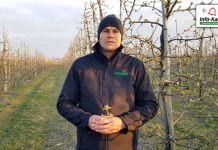 Komunikat sadowniczy – Robert Binkiewicz, Agrosimex 16.04.2020