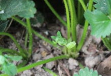 Komunikat jagodowy Bayer – truskawki, 23.04.2020