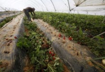 Załamanie cen w Hiszpanii – producenci truskawek niszczą plantacje