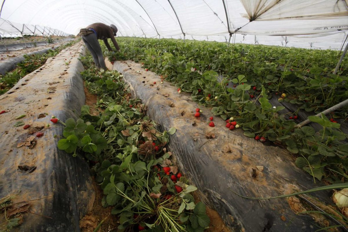 Załamanie cen w Hiszpanii – producenci truskawek niszczą plantacje