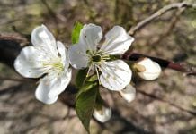 Sady wiśniowe – ochrona w okresie kwitnienia